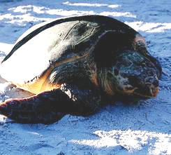 Turtle at Clearwater Marine Aquarium, Florida
