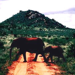 Kenya safrai elephants