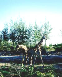Kenya safari giraffe