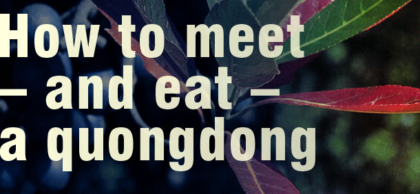How to meet - and eat - a quongdong